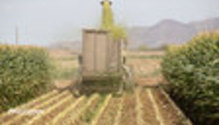 CS_harvest_028