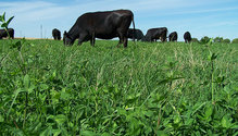 Cattle-grazing_ph