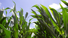 Corn-image-wbr