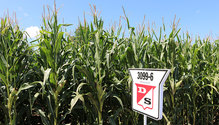 Dairyland-Seed-cornfield