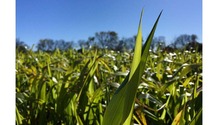 FFAR-corn