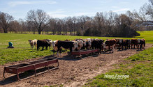 FeederCalf_ph