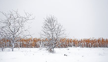 FrozenFrozen_iStock-909145766_ph