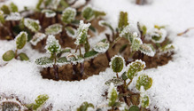 GO_Frosty-Berseem-Clover-Winter-Production