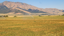 Golden-Grass-web