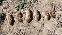 Gophers-web