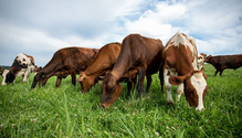 Grassland2_YP_FRP-5_News