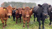 Grassworks-beef-pasture