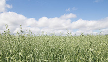 HFG-17-8_30-oats