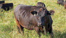 HFG-1708_18-beef-pasture