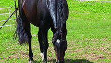 HFG-1708_23-horse