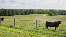HFG-1708_26-pasture