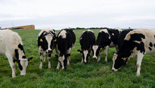 Heifers-grazing