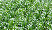 IMG_9552_OatsBrassicasArticleWebImage