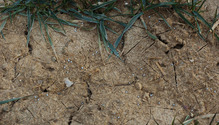 King-frozen-ground