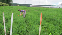 NNYADP-alfalfa