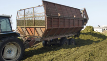OSU-silage-stocks