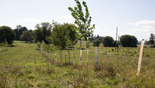 Pasture