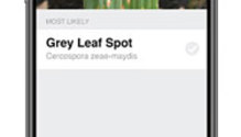 Pioneer_ThreatID_1.jpg-Grey-Leaf-Spot.jpg-pic