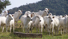 Piracicaba-Brahman