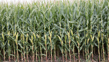 Standing-Corn-2