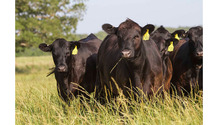 Texoma-conference-beef-cows