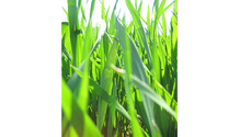 Wheat-in-spring