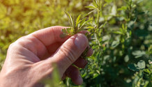 alfalfa