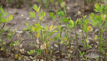 alfalfa_003-web