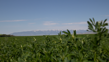 alfalfa_138-web