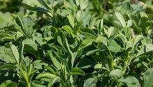 alfalfa_181-2_ForAlfChallengeArticle