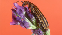 blister-beetle