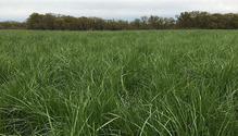 chisholm-tall-fescue2