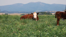 cow-in-pasture