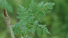 hemlock