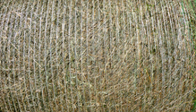 iStock-1337491004-web