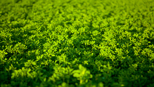 iStock-177317622
