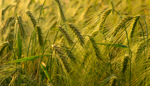 iStock-1890602501-web