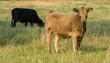 intro-to-integrity-beef
