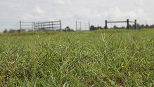 pastures_007