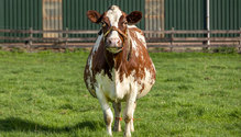 pregnant-cow-web