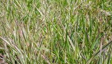 reed-canary-grass