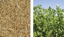 seeds-alfalfa