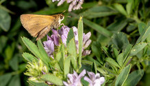 skipper-alfalfa