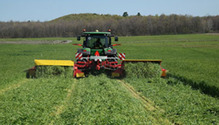 triticale