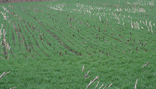 winter-rye